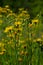 Bright yellow Pilosella caespitosa or Meadow Hawkweed flower, close up. Hieracium pratense Tausch or Yellow King Devil is tall,