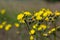 Bright yellow Pilosella caespitosa or Meadow Hawkweed flower, close up. Hieracium pratense Tausch or Yellow King Devil is tall,