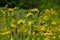 Bright yellow Pilosella caespitosa or Meadow Hawkweed flower, close up. Hieracium pratense Tausch or Yellow King Devil is tall,