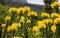 Bright yellow pincushion proteas