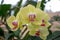 Bright Yellow and pink Orchids up close