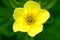 Bright yellow Potentilla flower