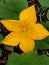 A bright yellow pumpkin flower