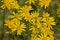 Bright yellow ragwort flowers - Jacobaea vulgaris