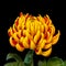 Bright yellow red chrysanthemum with green leaves blossom macro on black background