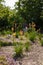 Bright yellow red hot poker bushes. Torch lily, tritoma or kniphofia flowers, ornamental plant in garden or park. Vertical shot