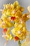 Bright yellow with  red lip blooming phalaenopsis Sunny smile  on a light grey background.