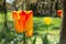 Bright yellow red tulip flower blooming in garden. Spring, vitality, nature concepts