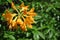 Bright yellow rhododendron flowers, pestle and petals close up detail, soft blurry green leaves