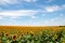 Bright yellow round sunflowers  on agricultural field with cloudscape above horizon.