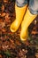 Bright yellow rubber boots on the autumn leaves