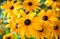 Bright yellow rudbeckia or Black Eyed Susan flower