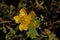 Bright yellow Saint John`s wort flower