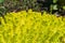 Bright yellow sedum plant