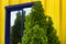 Bright Yellow Siding with blue framed window and evergreen shrub