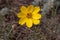 Bright yellow single closeup flower