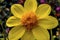 Bright Yellow Single Dahlia Blooming