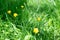 Bright yellow small flowers among the meadow, growing among the green grass. Colorful natural background, wallpaper