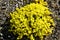 Bright yellow small flowers, sedum, caustic grow on rocky ground in sunny weather.