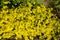 Bright yellow small flowers stonecrop caustic.