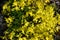 Bright yellow small flowers stonecrop caustic close-up, graphic resource.