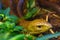 A bright yellow snake hides among the greenery