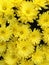 A bright yellow Spherical Chrysant