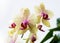 Bright yellow spot orchids