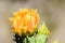 Bright Yellow Spring Cactus Flower