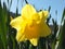 Bright yellow spring daffodil with sunlight shining thought the petals against a bright blue sky