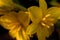 Bright yellow Star-grass flowers close-up