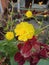 Bright yellow sulfur kenikir ornamental plant on a green and red leaf backgroundï¿¼