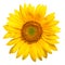 Bright yellow sunflower