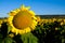 Bright yellow sunflower against a blue background in Southern Queensland