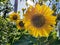 Bright yellow sunflower blooming.