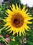 Bright yellow sunflower and bumblebee in the center