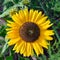 bright yellow sunflower and bumblebee collect pollen