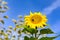 bright yellow sunflower and bumblebee collect pollen