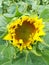 Bright yellow sunflower flower in green field