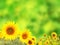 Bright yellow sunflower on green background