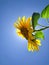 Bright, yellow Sunflower with green leaves against blue clear sky