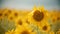 A bright yellow sunflower growing on the field - the bee flying around and collecting the pollen