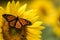 Bright yellow sunflower with Monarch Butterfly and Bumblebee  on a sunny summer morning