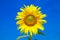 Bright yellow sunflower on sunny day with vivid blue sky for design purpose