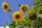 Bright yellow sunflowers and blue sky