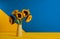 Bright yellow sunflowers in ceramic vase on a yellow and blue background. Contast dual colors concept. Momern minimalism