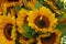 Bright yellow Sunflowers closeup view