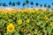 Bright yellow sunflowers with green  trees