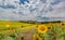 Bright yellow sunflowers in huge field in Tuscany