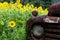 Bright yellow sunflowers surrounding a rusty antique truck.